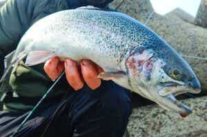 小島養魚場で釣ったトラウトサーモン