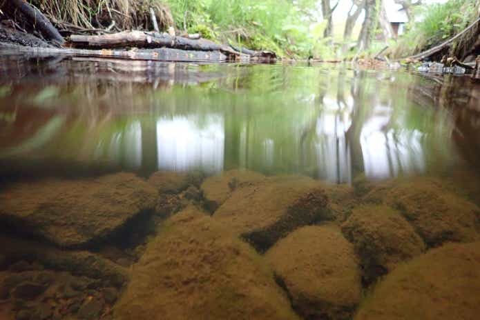 ザリガニの生息地