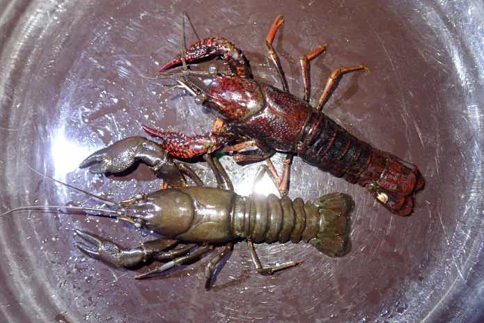 日本に生息するザリガニの種類