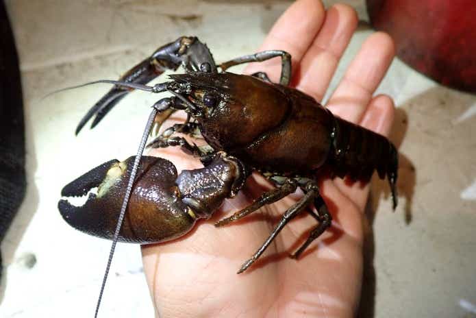 ザリガニの種類ウチダザリガニ