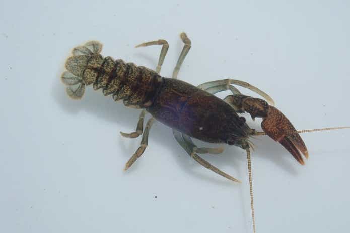 ザリガニの種類ニホンザリガニ