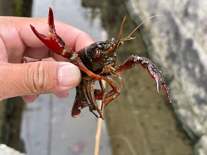 ザリガニの種類アメリカザリガニ