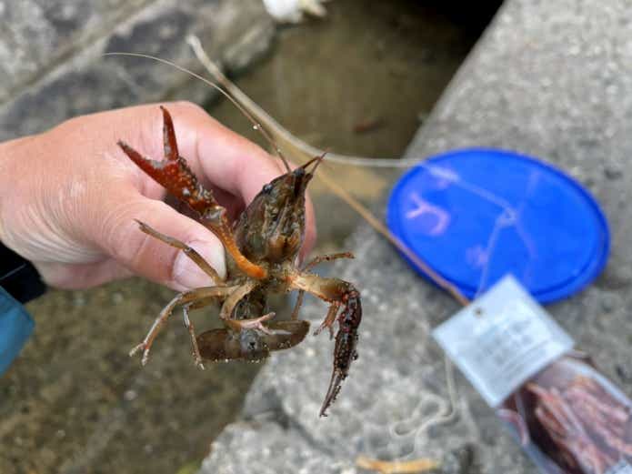 釣ったアメリカザリガニ