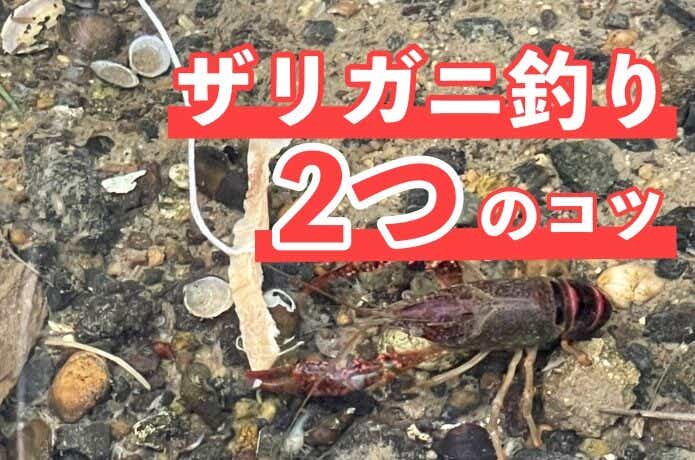 ザリガニは釣っても大丈夫？！釣り方・釣れる時期とエサ【2023年版】