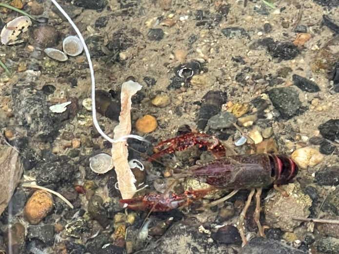 ザリガニ釣り 