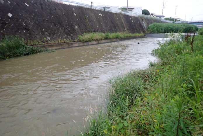 雨の後はナマズ釣りのチャンスタイム