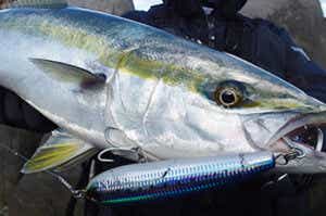 バレットダイブで釣れた青物