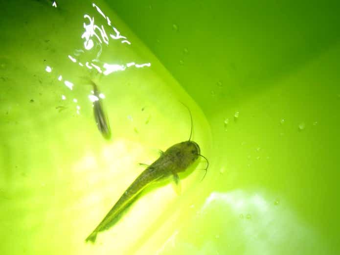 ナマズの稚魚