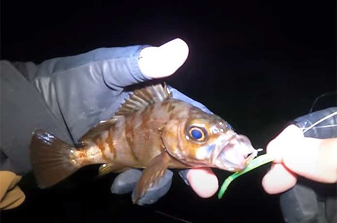 ショアドロップで釣れたメバル