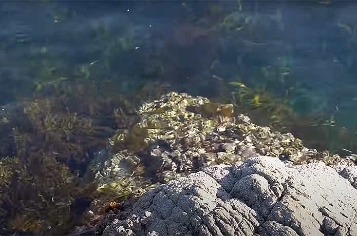 海中のウィード