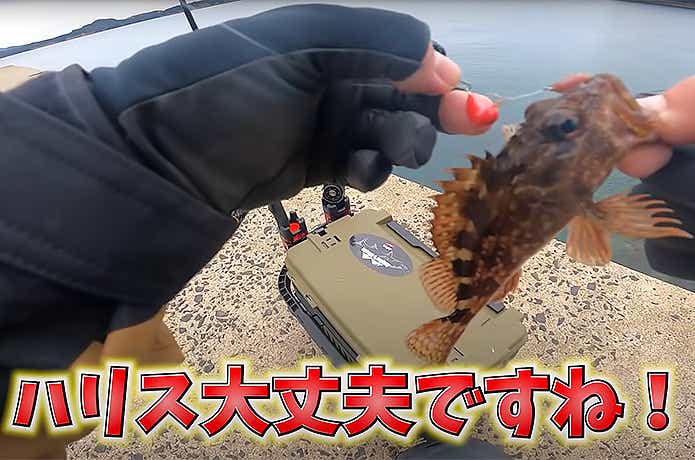 ショアドロップで釣れたカサゴ