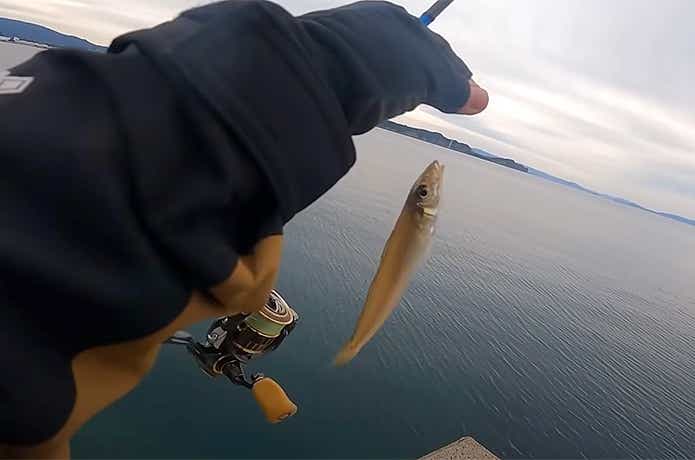 ショアドロップで釣れたキス
