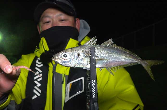 プランクトンパターンで釣れたアジ