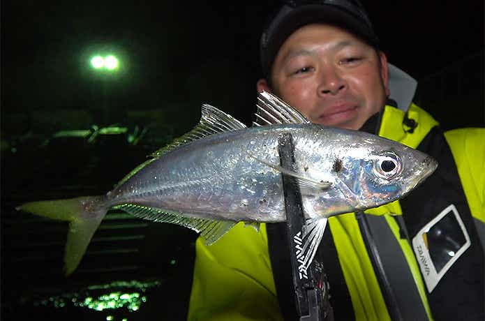 プランクトンパターンで釣れたアジ