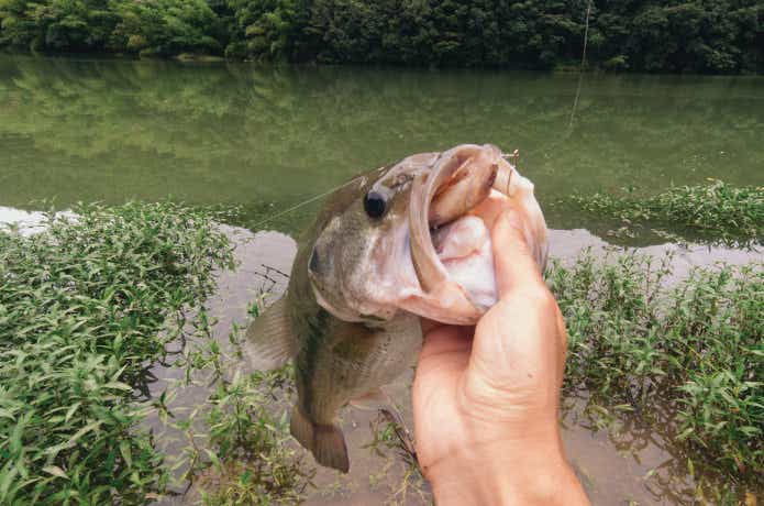 ブラックバスを“餌で釣る”という楽しみ方｜バスの餌・タックルについて | 【TSURI HACK】日本最大級の釣りマガジン - 釣りハック