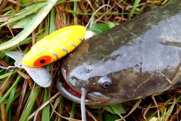 ナマズ釣りの超入門！怪魚ハンターが教える釣りやすい時期・時間・場所の見極め方 | TSURI HACK[釣りハック]