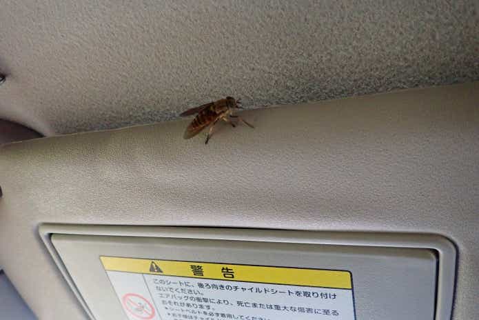 車アブ