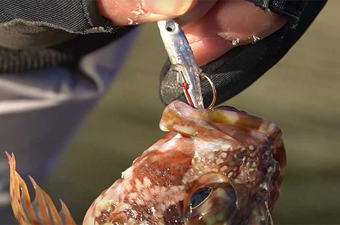 魚子メタル貫きで釣れたカサゴ