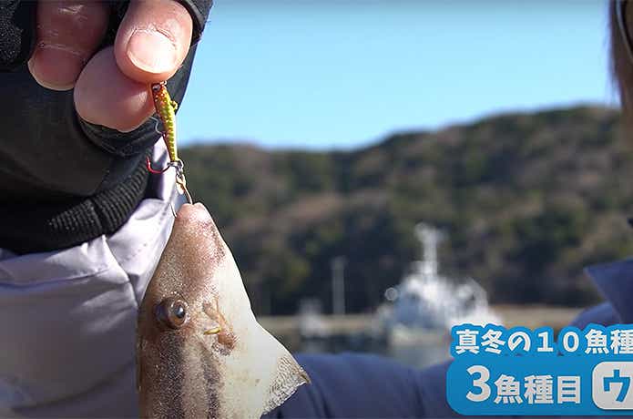 魚子メタル貫きで釣れたウスバハギ