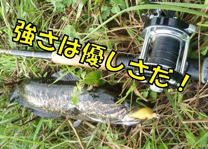 2022年】雷魚（ライギョ）専用ロッドの必要性と選び方＆おすすめ