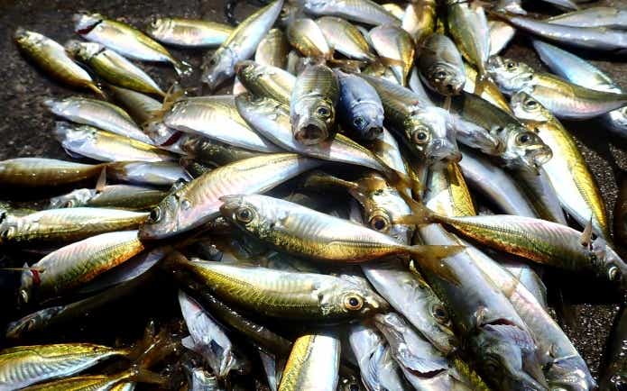アジのサビキ釣り大漁