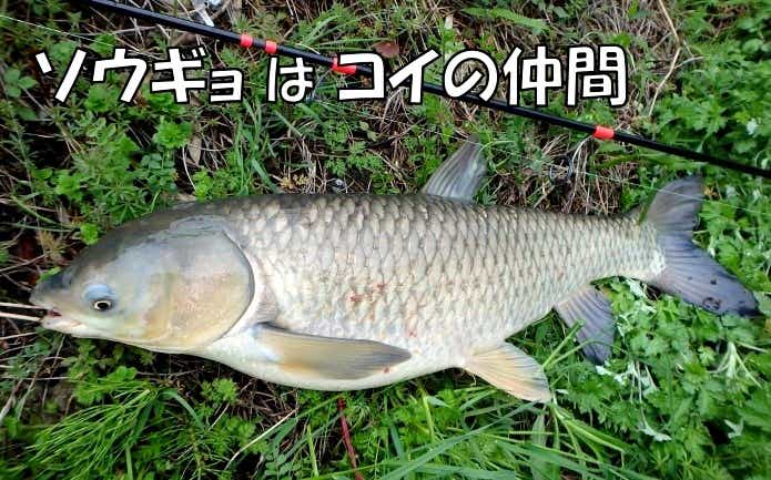 草魚