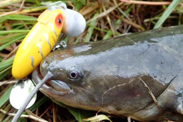6月ナマズ釣り