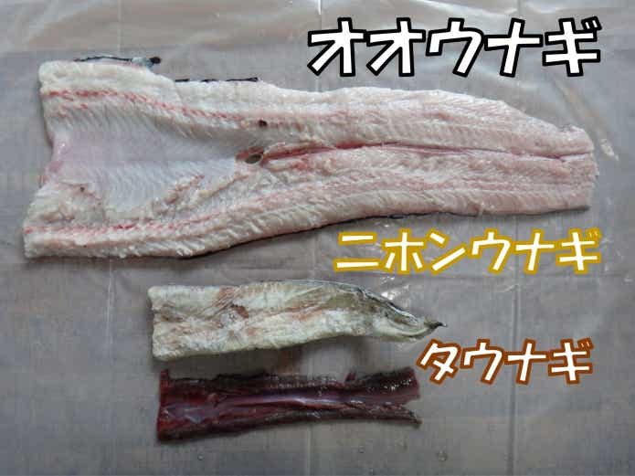 オオウナギあまり美味しくない