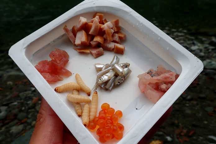 ニジマス釣り堀餌の工夫
