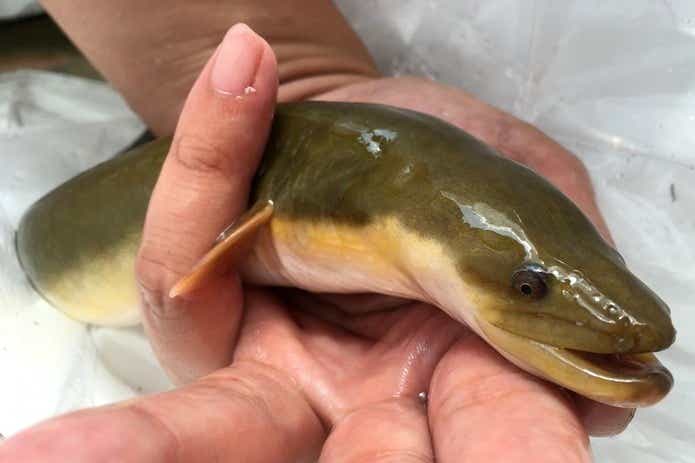 6月ウナギ釣り