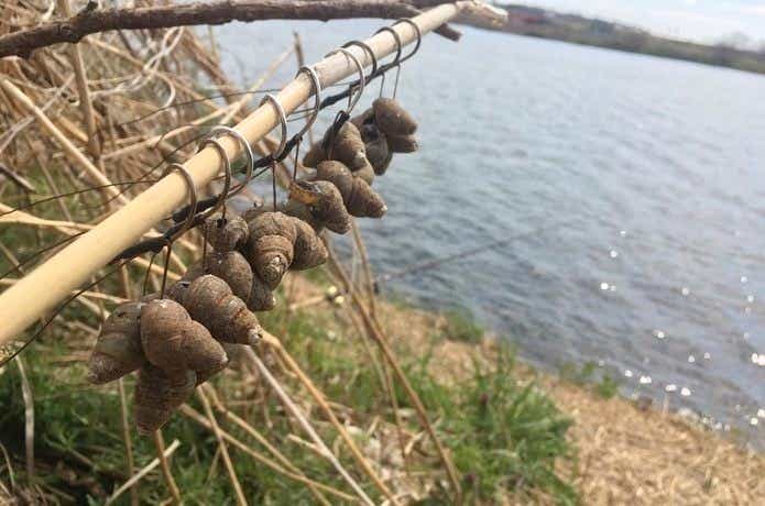 変わった餌タニシ