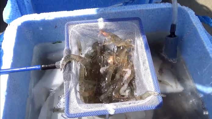エビ撒き釣り餌