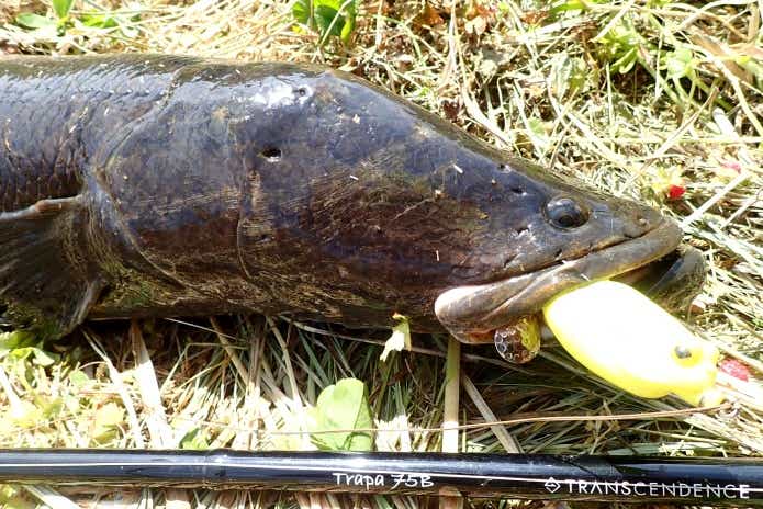 2022年】雷魚（ライギョ）専用ロッドの必要性と選び方＆おすすめ