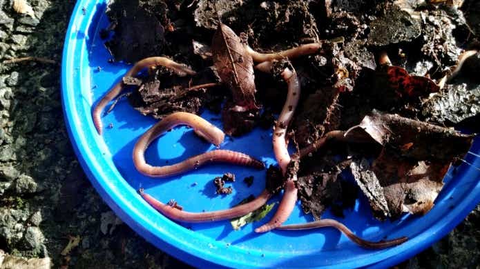 ウナギの餌、ドバミミズ