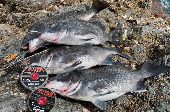 ノッコミチヌの釣果