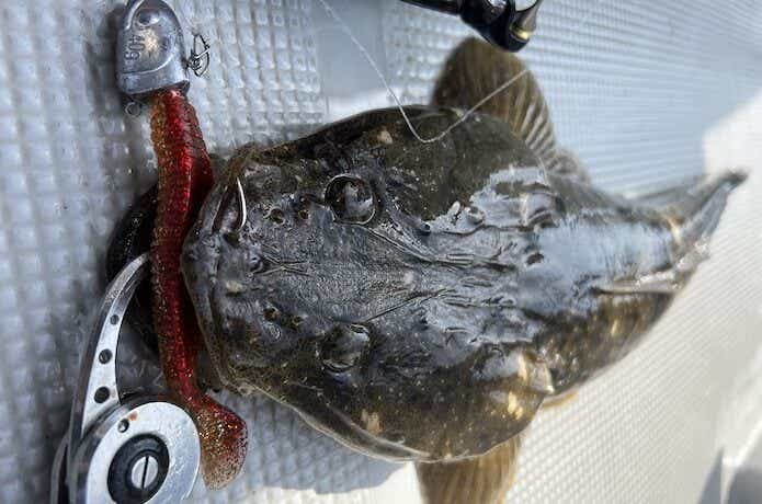 マゴチの釣果