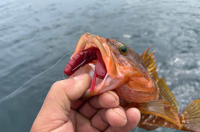 ドライブビーバー 3.5inで釣ったアコウ