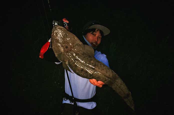 ドライブSSギルで釣った大型マゴチ