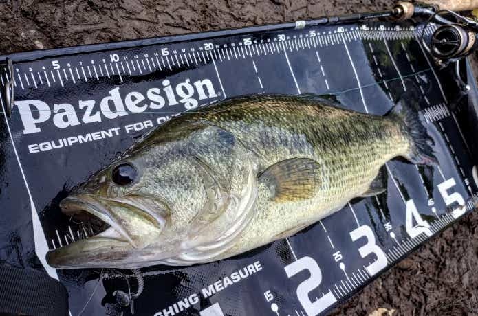 バス釣り用スピニングリールおすすめ21選｜番手・ギア比など