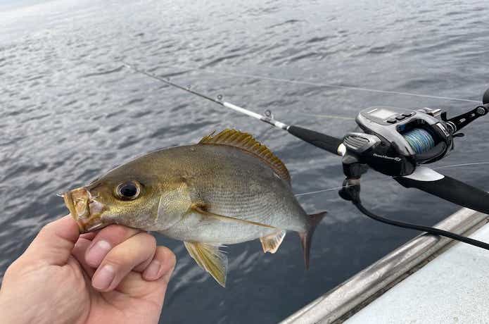 イサキの船釣り