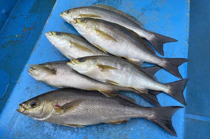 5分でわかるイサキの船釣り！有利な釣り座や仕掛け選びを元釣具屋が ...