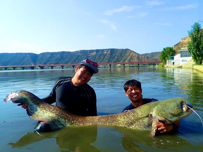 ヨーロッパオオナマズ釣り餌