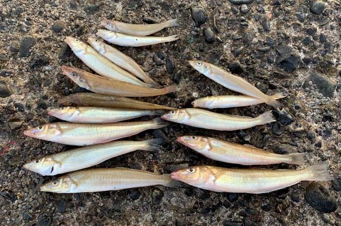 6月ちょい投げキス釣り