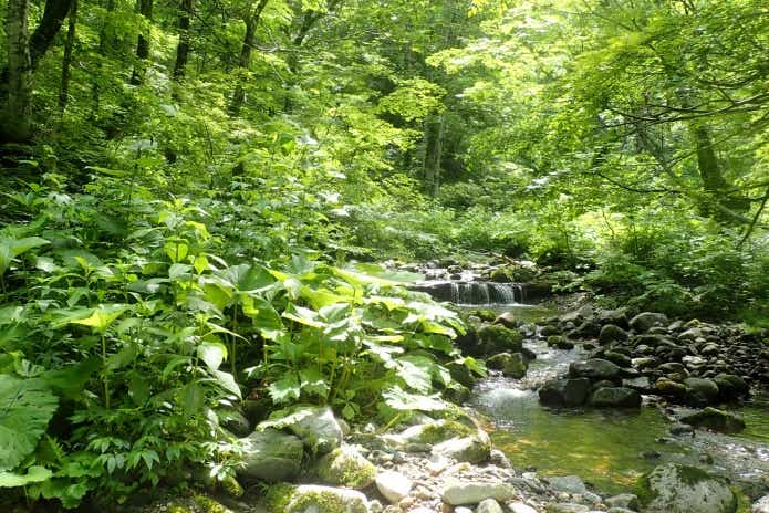 源流域での渓流竿の選び方