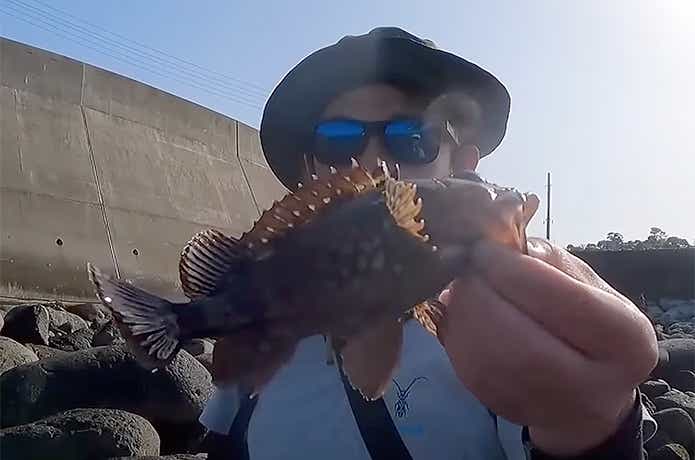 Fシンカーで釣れたカサゴ