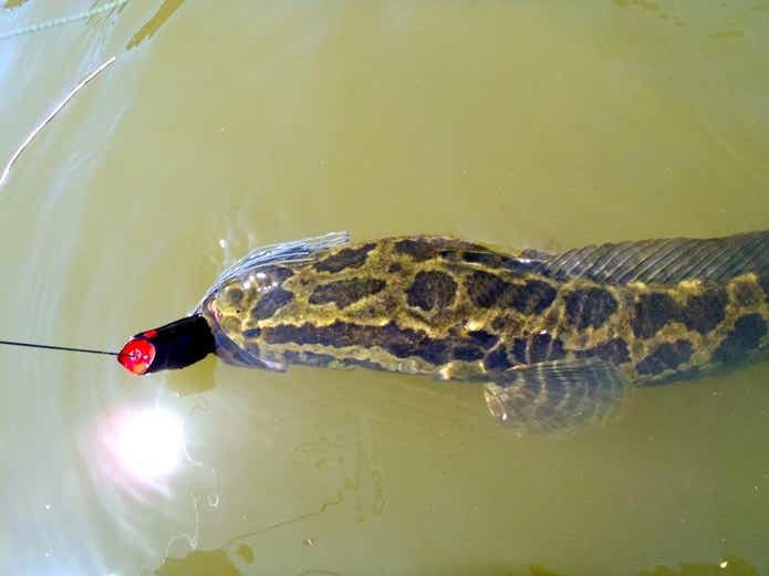 フロッグで釣った雷魚