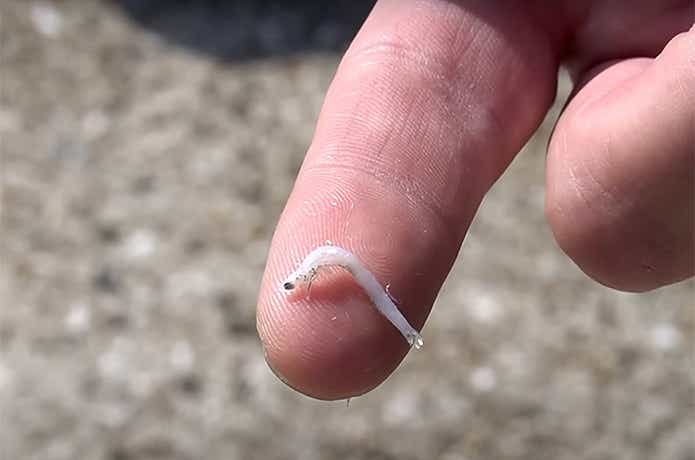 釜揚げシラスのサイズ感