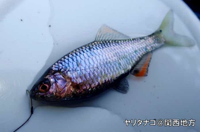 関西で釣ったヤリタナゴ