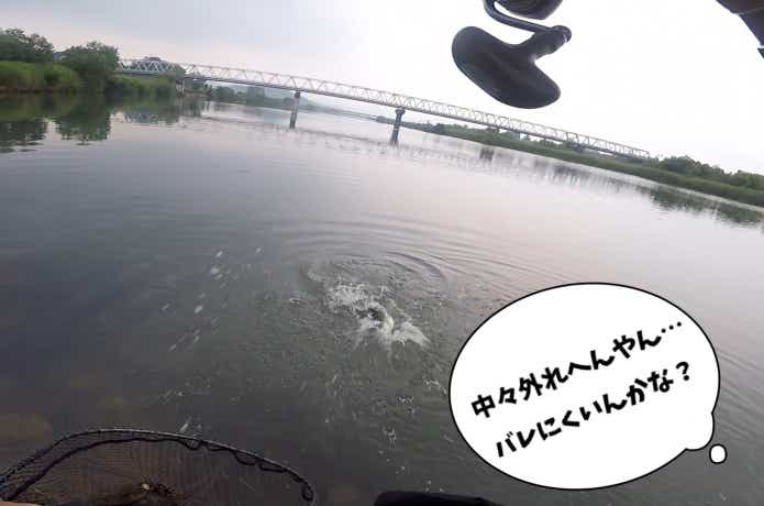 シーバスとファイト