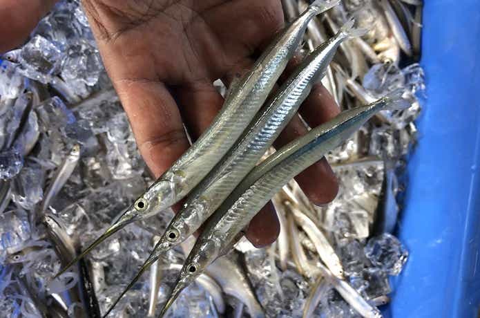 霞水系の淡水サヨリ